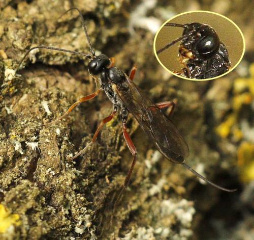 Réf. 245 144 : Rhimphoctona megacephalus